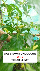 Benih Cabai Rawit Merah CR-7 10 gram Cap Bunga Matahari Dataran Rendah-Tinggi Lebat