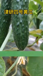 Benih Timun Jepun (20 Seeds)/日本黄瓜种子/Japan Cucumber Seeds