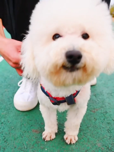 Vòng cổ Chó Mèo bằng vải jean 2 lớp kèm chuông lục lạc (Mẫu mới) - Love Pets Shop