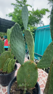 กระบองเพชร​ทานผลทานใบ​ Opuntia​ ficus-indica​ โอพันเทีย​ ฟ​ิคัส​ อินดิก้า ​ รสชาติ​หวาน​ จัดส่งแบบแพดสมบูรณ์พร้อมปลูก แพตใหญ่ขนาด 30-40 Cm และฟอร์มกอ ส่งแบบเคาะดิน