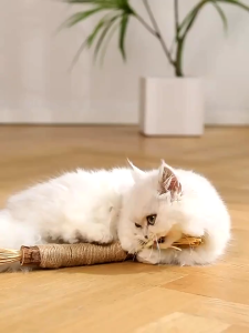 Catnip Stick & Mainan Pembersih Gigi Kucing: Aksesoris Hewan Peliharaan yang Wajib Dimiliki
