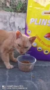 Repack 1kg Plinston Sardine Tuna & Chicken Premium Cat Food Mengurangkan Bau Najis / Skin & Coat