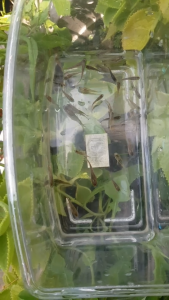 Gapi Longkang 12 pcs