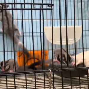 promo BUBUR SUN RASA PISANG BERAT 120 gram BERAS MERAH BUBUR BAYI BUBUR MAKANAN SUGAR GLIDER CAMILAN SUGAR GLIDER TUPAI TERBANG TUPAI BIASA MUSANG