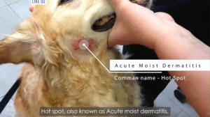 Pet Spray for Skin Diseases 500ml Solve the problems of dandruff skin itching fungus moss hair loss herpes Dogs Cats Anti Fungal Spray Itchy Skin Treatment Germ Mite Rash Skin Moss Mite Remover