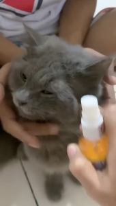 Scadix obat jamur kucing pbat scabies kucing obat semprot scadix spray anti infeksi kulit kitten