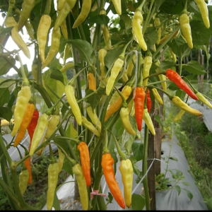 Benih Cabe Cabai Rawit Lorenza Isi 10 Gram Cap Tiga Daun Tipe Merunduk Super Pedas