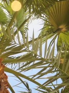 nhà hang dừa cho hamster / sóc / bò sát - T3 PETS SHOP