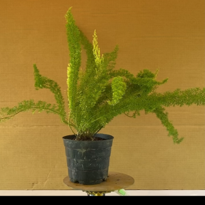 Cây Đuôi Chồn - Cây Kiểng Đẹp Để Bàn