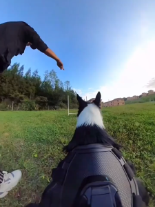 Aksesoris GoPro Hero Insta360: Mount Kamera Action & Harness Hound Dog/Cat