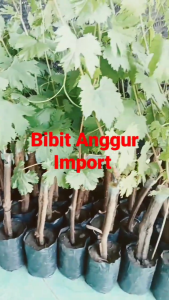 bersertifikat - bibit anggur import varian kyoho