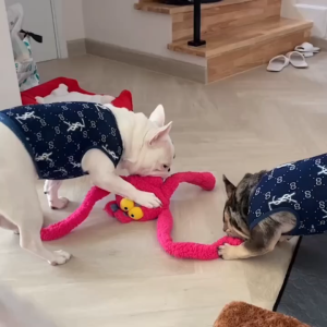 QMonster ของเล่นสุนัข ผ้าตุ๊กตา กระต่ายแขนขายาว ขนนุ่ม ทนทาน ไม่ขาดง่าย ปลอดภัย มีเสียงอ่อดๆ เสียงตลก เหมาะกับสุนัขพันธุ์กลาง ถึงพันธุ์ใหญ่