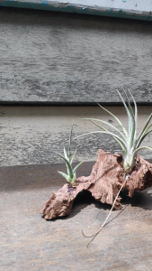 tillandisa ionantha baileyi x humbug (ionantha x paucifolia) with wood