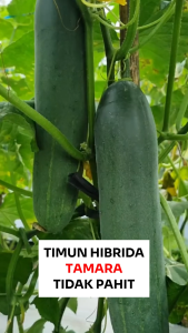 Benih Unggul Timun Hibrida TAMARA 80 Biji Cap Bunga Matahari Tidak Pahit