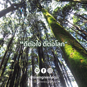 คอตตอนบัดก้านไม้ 200 ก้าน แบบกระบอก สำลีก้านไม้ สำลีก้าน