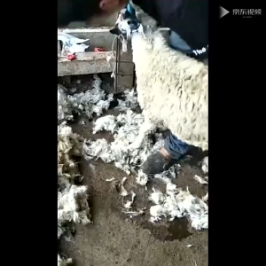 BISA COD Mesin Cukur DombaKambing/Mesin Cukur Hewan Sheep Clipper ZOOFARI ORI