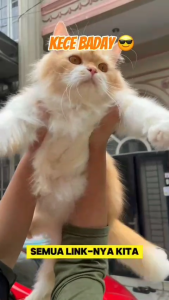 FUR BABY SHAMPOO 500 ml / Shampoo Kucing Anjing /Anti Kutu / Anti Jamur / Degreaser Anabul / Conditioner Hewan Peliharaan
