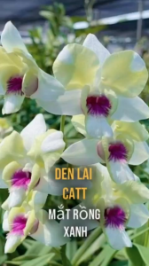 hoa lan den lai catt mắt rồng XANH