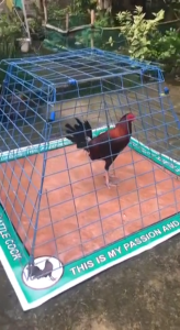 LIMBER MATTING FOR GAMEFOWL ROOSTER (4FTX4FT)