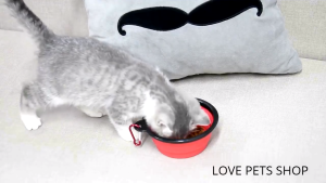 Chén ăn cho Chó Mèo đi du lịch có thể xếp gọn tiện lợi (mẫu mới) - Love pets shop