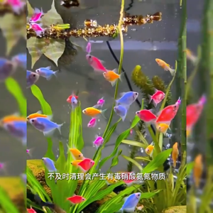 จุลินทรีย์บ่อปลา Omomo 1050ml สูตรเข้มข้น ปรับสภาพน้ำ ให้น้ำใส ดูแลสุขภาพปลา