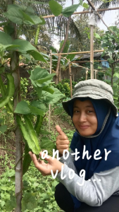 Benih Kecipir Hijau Panjang 20 cm | Isi 25 Butir