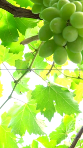 ต้นองุ่นพันธุ์ไชน์มัสแคทเกาหลี ต้นกล้าเสียบยอดพันธุ์ดี องุ่นไร้เมล็ด องุ่นความสูง 60-80ซม