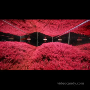 Rotala rotundifolia "Singapore Blood Red"