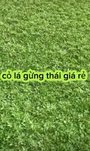 Cỏ lá rừng thái 1 bao 1m vuông ( tặng kèm lọ kích rễ) trồng đươc 2 m vuông ship toàn quốc