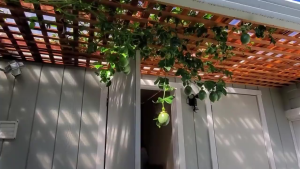 Combo 2 gói hạt giống chanh leo tím/gói 20 hạt-tặng kèm 1 gói phân bón