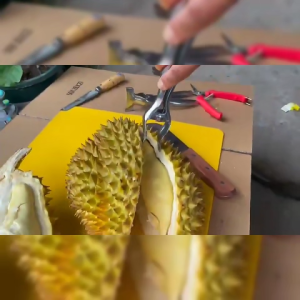 คีมปอกเปลือกทุเรียน คีมแกะถ่างเปลือกทุเรียน ปอกง่าย สวยงาม เนื้อไม่เละ แกะหอยแครงได้ วัสดุ1ฟู๊ดเกรด ไม่เป็นสนิม สินค้าพร้อมส่ง