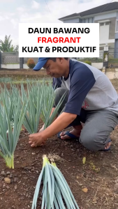 Benih Daun Bawang FRAGRANT 5 GRAM Known You Seed
