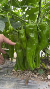 Hạt giống ớt sừng bò khổng lồ -gói 200 hạt