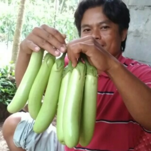 Benih Terong Hijau Hibrida Patriot Isi 5 Gram Cap Mutiara Bumi