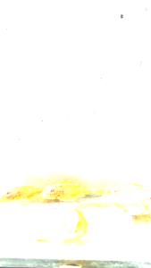 Red Eye Albino Plecostomus /Live Fish