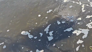 อาหารกุ้ง อาหารชนิดเม็ดจม คาร์กิล โปรตีนสูง อาหารกุ้งทุกชนิด กินง่าย โตเร็ว น้ำไม่เสีย