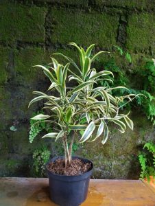 tanaman song of india.