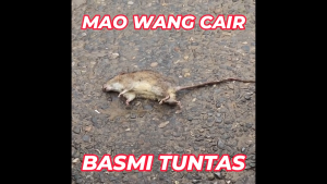 Paket 100 Biji Maowang CAIR MERAH Racun Tikus Kualitas Super
