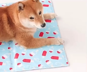 [HCM] Thảm mát cho thú cưng Super Cool – Đệm gel lạnh chống nóng cho chó mèo dễ làm sạch -Joyee