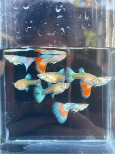 Albino sky red Guppy 天空红孔雀鱼 1pair. ‼️NO COD‼️