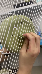 Pet Hamster Cage Syrian Hamsters Cage Escape-Proof Chew-Proof Large-Sized Cage for Hamsters with Running Wheel Food Bowl