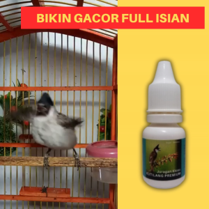 Vitamin Burung Kutilang Premium Biar Gacor Rajin Berkicau dan Aktif