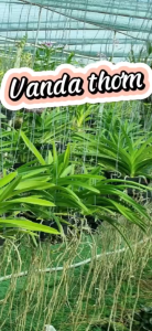 HOA LAN VANDA DẠ DUNG MỸ NHÂN