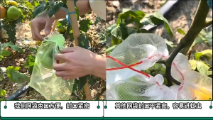 100PCS Fruit Cover/Pembungkus Buah/Fruit Cover Anti Serangga/Kantong Jaring Pembungkus/Buah Anggur/ Klengkeng/ Strawberry Dll/ Pembungkus