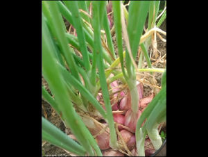 Bibit Bawang Merah Berkualitas Asli Nganjuk - Siap Tanam