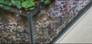 Batu pancawarna 1kg aquarium dan taman