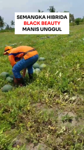 Benih Semangka Kuning BLACK BEAUTY F1 10 Gram Cap Bunga Matahari Hibrida Unggul