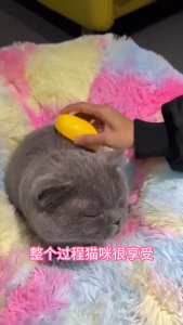 Cure Q cat steam brush pet brush cat comb sikat bulu kucing dog brush Electric Cat Dog Cleaning Brush Hair  猫梳子