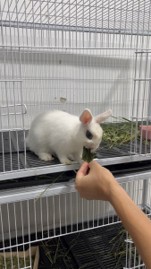 ใบหม่อนอบแห้ง อาหารหนู ชินชิล่า กระต่าย สัตว์ฟันแทะ ออแกนิค 100กรัม