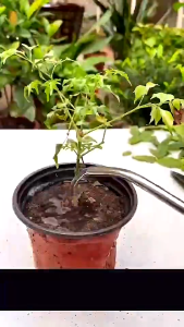 Kích thích mọc rễ cây phục hồi cây yếu giúp cây tăng trưởng dung tích 50ml